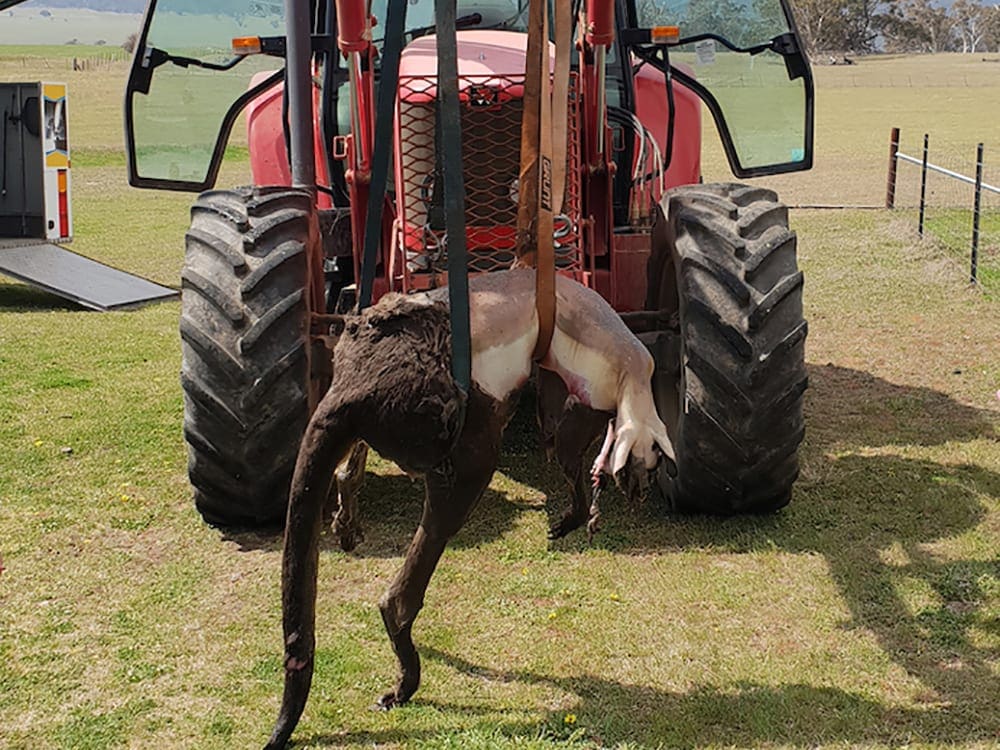 Kangaroo in Tarlo Water Treatment, Testing